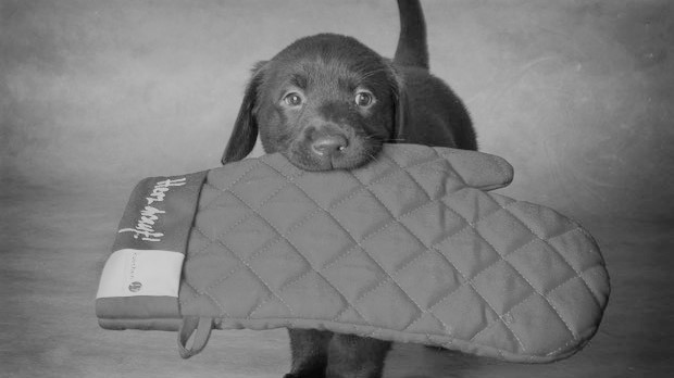 Labrador im Küchenwerk 2